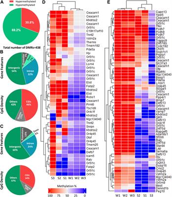 Cold exposure impacts DNA methylation patterns in cattle sperm
